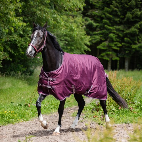 Horse guard turnout - guard,