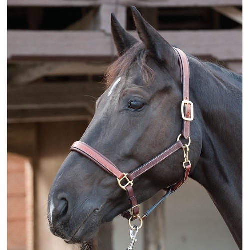 Horse guard lederhalfter - guard,