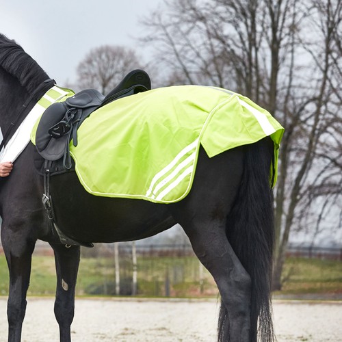 Horse guard reflex - horse,