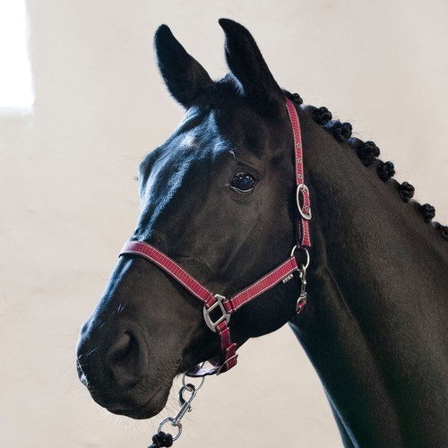 Horse guard rio halfter - horse,